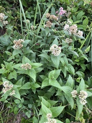 Eupatorium kiirunense
