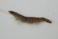Penaeus japonicus