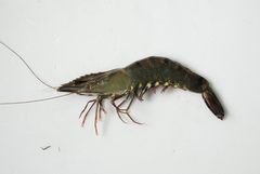 Penaeus monodon