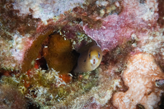 Gymnothorax melatremus