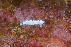 Goniobranchus albopustulosus