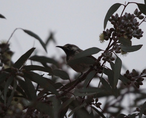 White-fronted Honeyeater (Purnella albifrons), photo 10