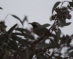 Purnella albifrons