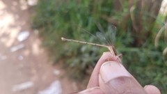 Lestes ochraceus