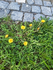 Taraxacum officinale