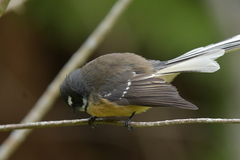 Rhipidura fuliginosa penita