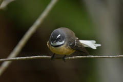 Rhipidura fuliginosa penita