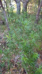 Podocarpus spinulosus