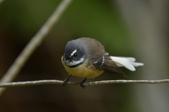 Rhipidura fuliginosa penita