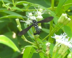 Horama plumipes