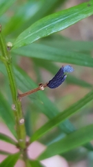 Podocarpus spinulosus