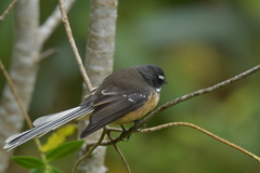 Rhipidura fuliginosa penita