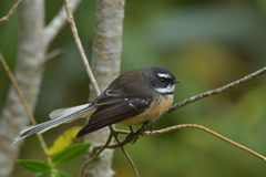 Rhipidura fuliginosa penita