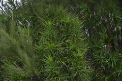 Dracophyllum arboreum