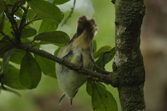 Gerygone albofrontata