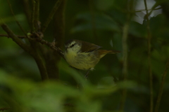 Gerygone albofrontata