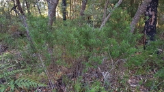 Podocarpus spinulosus