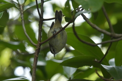 Gerygone albofrontata