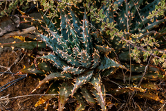 Aloe longistyla