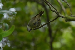 Gerygone albofrontata