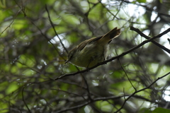 Gerygone albofrontata