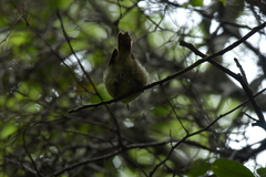 Gerygone albofrontata