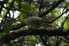 Gerygone albofrontata