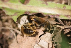 Andrena taraxaci