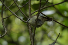Gerygone albofrontata
