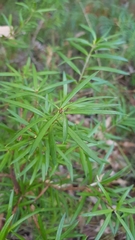 Podocarpus spinulosus