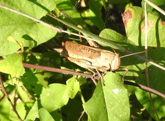 Schistocerca camerata