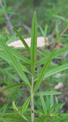 Podocarpus spinulosus
