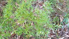 Podocarpus spinulosus