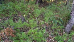 Podocarpus spinulosus