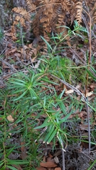 Podocarpus spinulosus