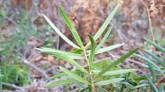 Podocarpus spinulosus