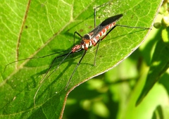 Zelus grassans