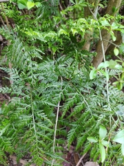 Asplenium adiantum-nigrum