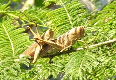Schistocerca camerata