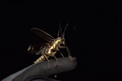 Batocera lineolata