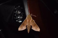 Rhagastis mongoliana