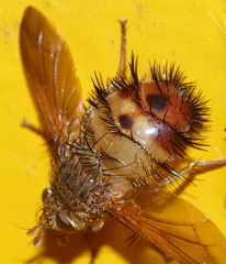Dejeania bombylans