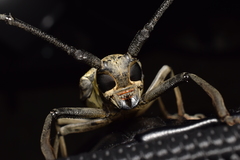 Batocera lineolata