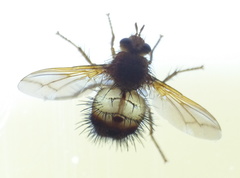 Dejeania bombylans