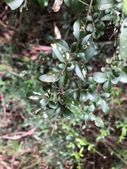 Jasminum didymum racemosum
