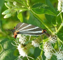 Panthiades bathildis