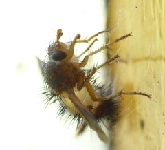 Dejeania bombylans