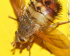 Dejeania bombylans