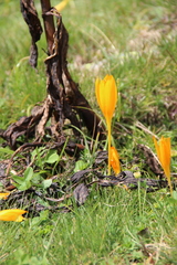 Crocus scharojanii