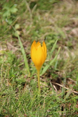 Crocus scharojanii